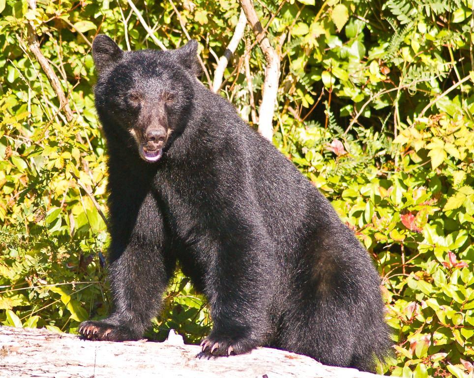 Wild Pacific Guest Suites Ucluelet Eksteriør billede
